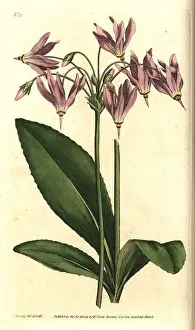 Meadia: American cowslip or Mead's dodecatheon, Dodecatheon meadia