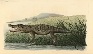 Polydore: American crocodile, Crocodylus acutus Vulnerable
