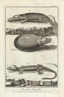 Antonio Baratti: American crocodile and Tokay gecko