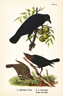 Nuthatch: American crow and brown-headed cowbird