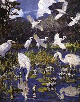 Storks: American Egrets