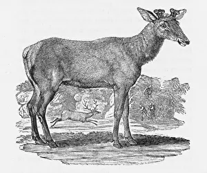 Distinct: AMERICAN ELK (BEWICK)