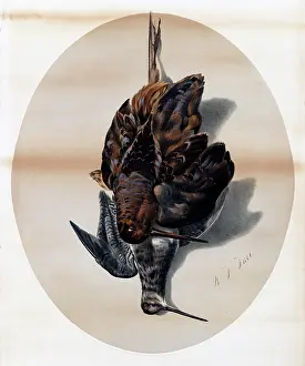 Woodcock: American Feathered Game