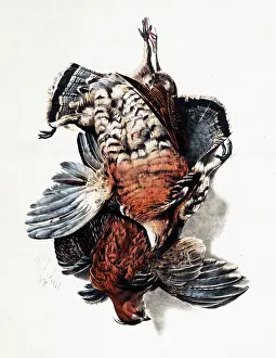 Partridges: American Feathered Game