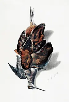 Woodcock: American Feathered Game