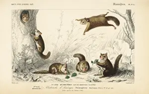 Dorbigny: American flying squirrel, Glaucomys volans
