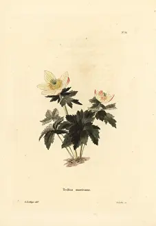 Trollius: American globeflower, Trollius laxus
