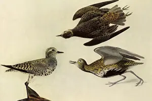 Plover: American Golden Plover