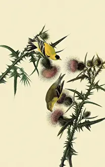 Atop: American Goldfinches