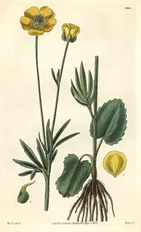 Crowfoot: American heart-leaved crowfoot, Ranunculus cardiophyllus