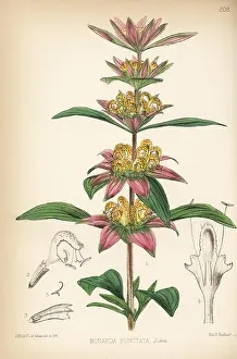 Punctata: American horsemint or spotted beebalm, Monarda punctata