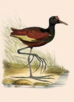 Spinosa: American Jacana, Jacana spinosa