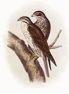 Falco: American Lanier Falcon, Falco polyagrus