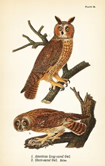 Americanus: American long-eared owl and short-eared owl