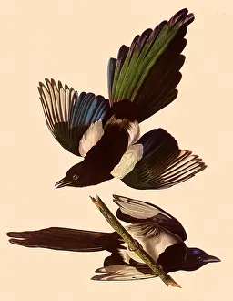 Magpie: American Magpies