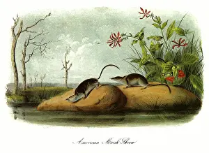 Shrew: American Marsh Shrew