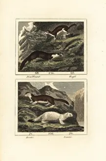 Stoat: American marten and stoat