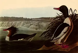 Rapids: American Mergansers