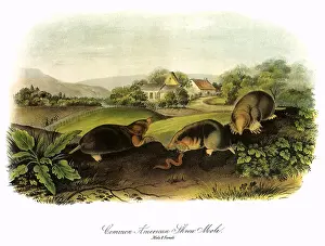 Shrew: American Moles