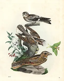 Nighthawk: American nighthawk, eastern whip-poor-will