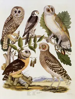 Owls: American Owls