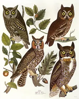 Owls: American Owls