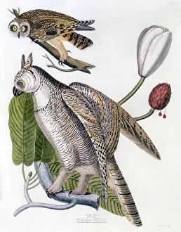 Owls: American Owls