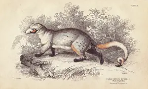 Lizars: American paradoxure, Paradoxurus dubius