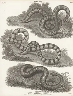 Orme And Brown: American pipe snake and slow worm