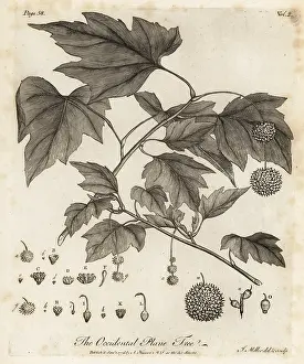 Arborist: American planetree, Platanus occidentalis