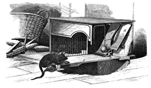 Technics: American rat trap