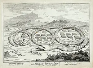 Sympathy: The American rattle snake