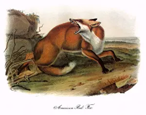 Fulvus: American Red FoX