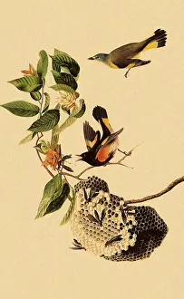 Redstart: American Redstart, Setophaga ruticilla