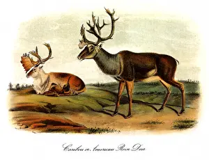 Rangifer: American Reindeer
