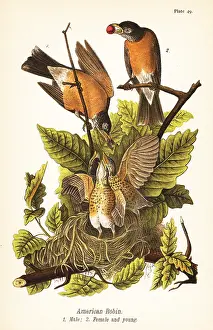 Bittern: American robin, Turdus migratorius