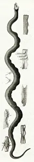 Atlanticus: AMERICAN SEA SERPENT