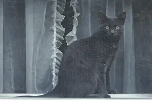 Ger002: American Short Hair Cat Behind