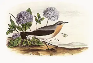 Saxicola: American Stone Chat, Saxicola...aenanthoides