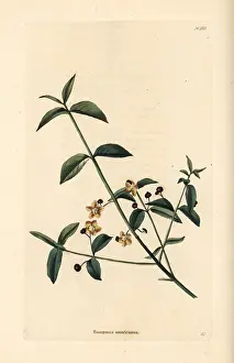 Loddiges: American strawberry bush, Euonymus americanus