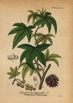 Artus: American sweetgum, Liquidambar styraciflua