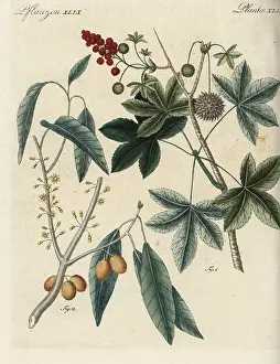 Flavor: American sweetgum and mastic tree