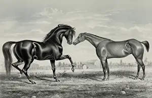Stud: American trotting stud: Mambino Pilot, Flora Temple