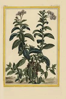 Heliotropium: American turnsole, Heliotropium species