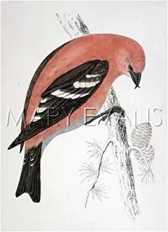 Loxia: AMERICAN W W CROSSBILL