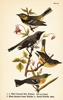 Coronata: American warblers