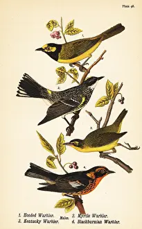 Ovenbird: American warblers