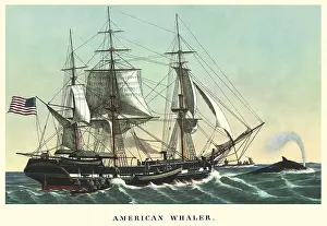 Pursue: American Whaler