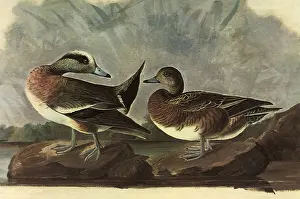 Widgeon: American Widgeon, Mareca americana