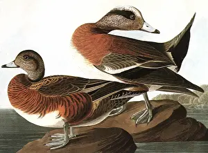 Havell: American Widgeons